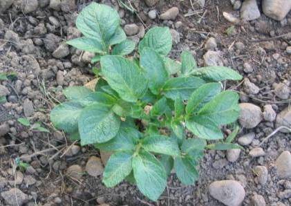 plant pomme de terre nl