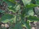 engrais verts melange2 red
