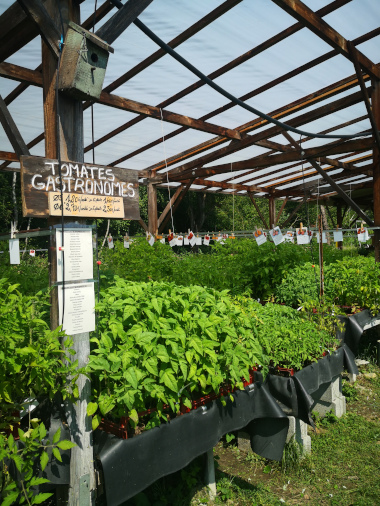 plants tomates pépi red