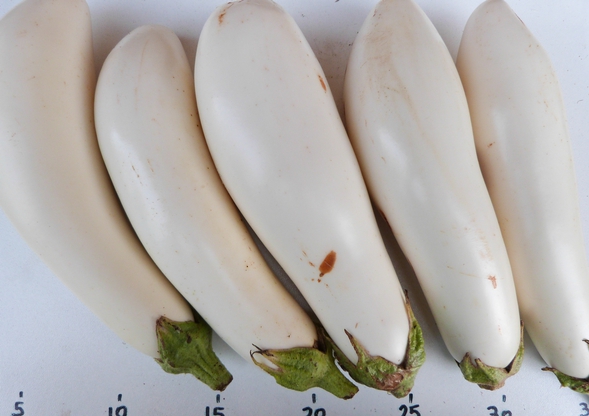 aubergine longue blanche de nice