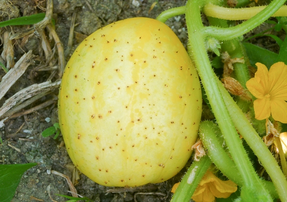 concombre citron