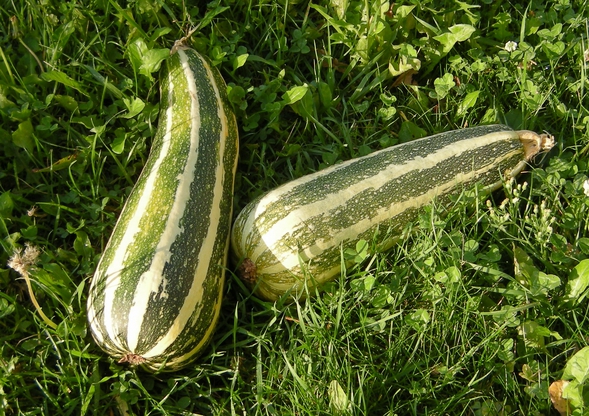 courgette col coutor