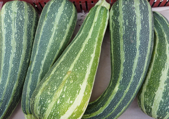 courgette col coutor