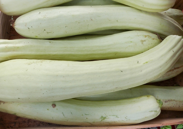 courgette col coutor