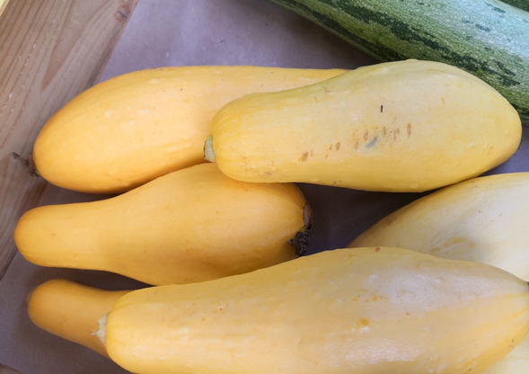 Courgette 'Petite Grise d'Alger' (Variété Ancienne) Graines