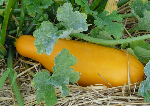 courgette col coutor