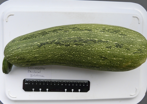 courgette col coutor