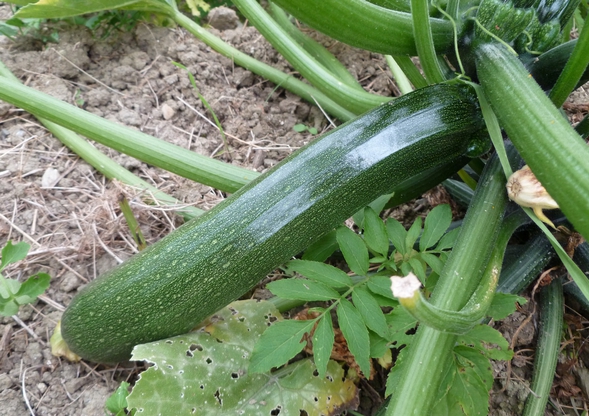 courgette col coutor