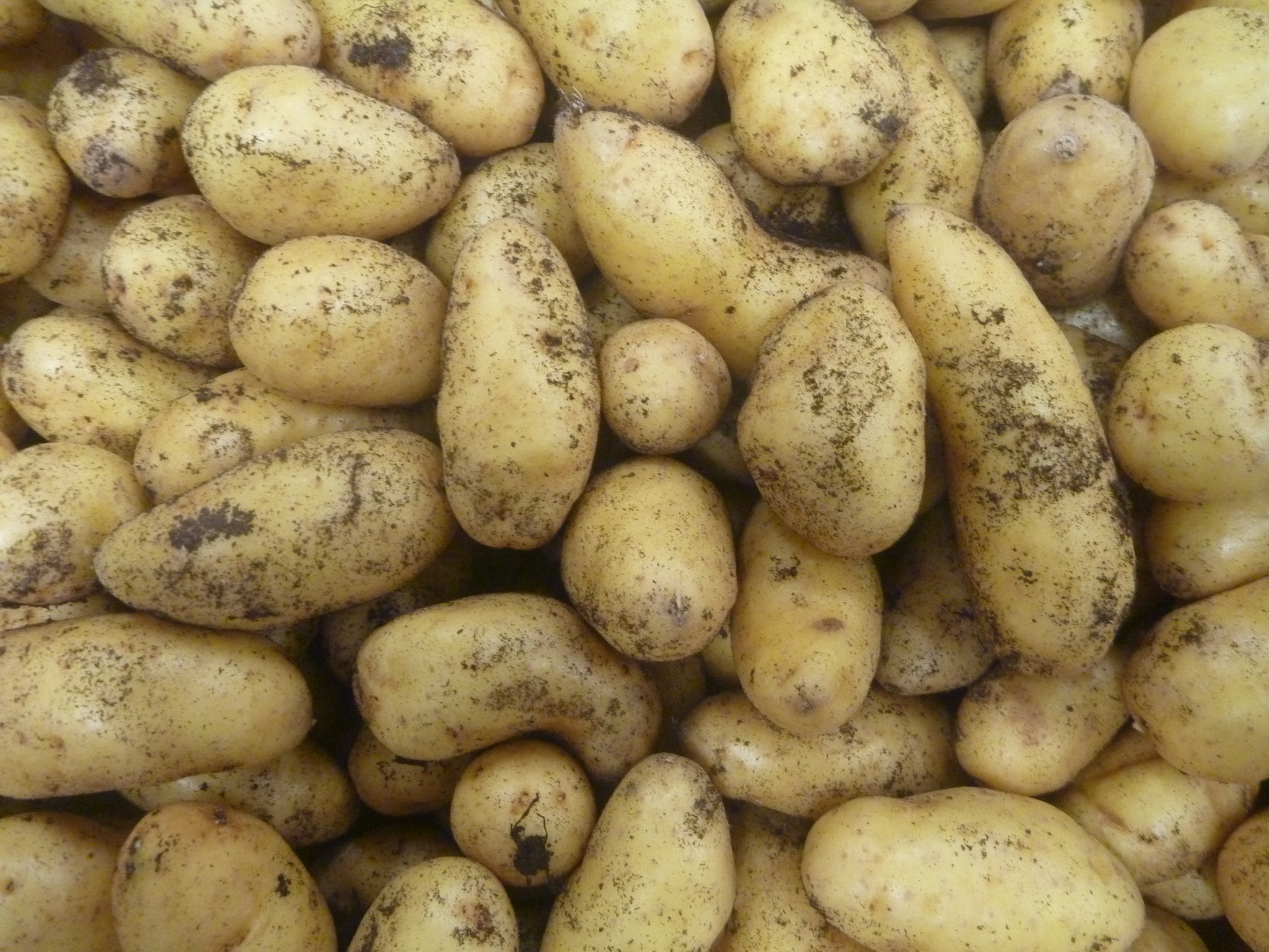 pomme de terre nouvelle